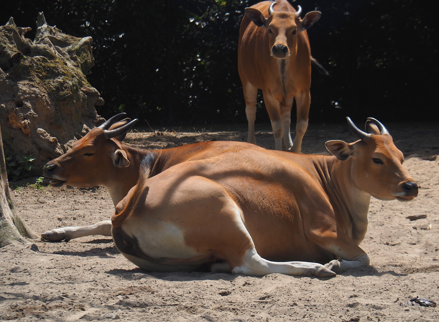 Javan bantengs (Bos javanicus javanicus), 2024-06-30