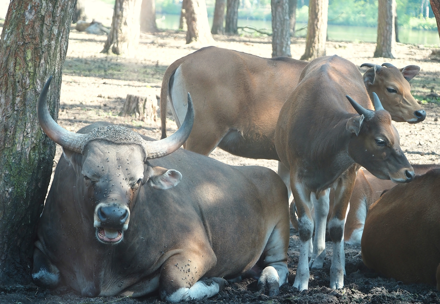 Javan bantengs (Bos javanicus javanicus), 2025-04-30