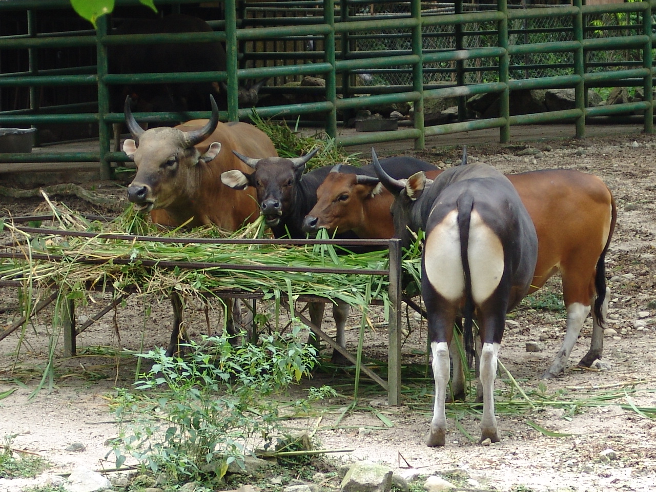 Javan BantengS (Bos javanicus javanicus)