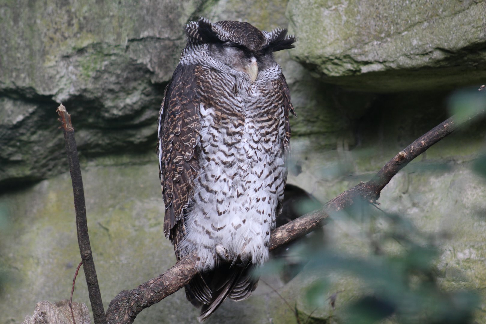 Javan Barred Eagle-Owl
