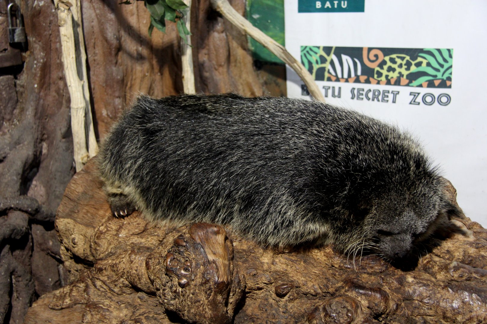 Javan bingturong (Arctictis binturong penicillatus)