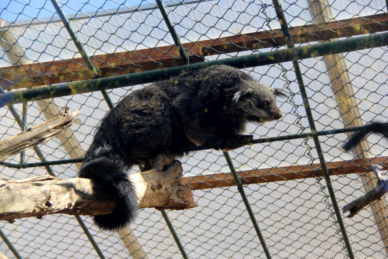 Javan bingturong (Arctictis binturong penicillatus)