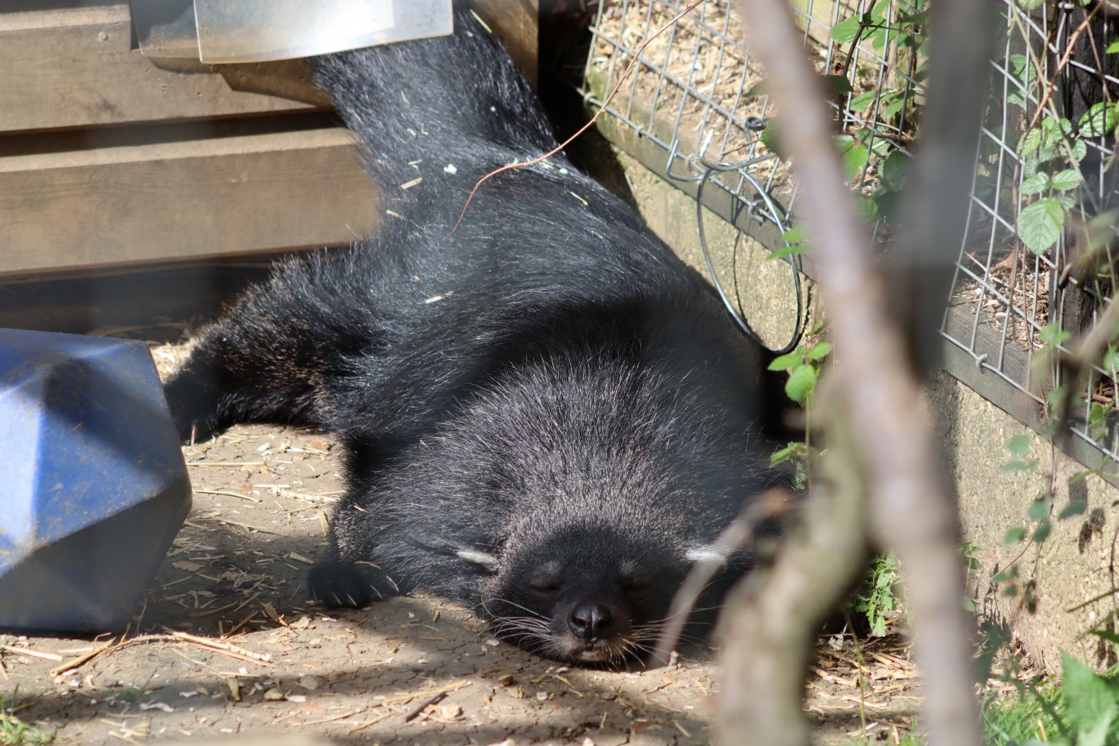 Javan Binturong - 12 September 2020