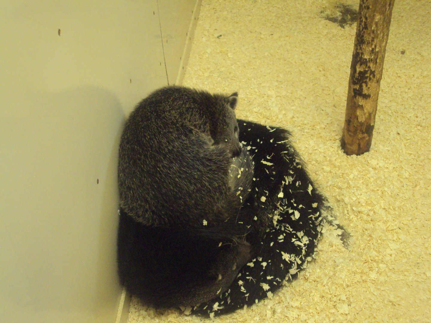 Javan Binturong 22/12/2019