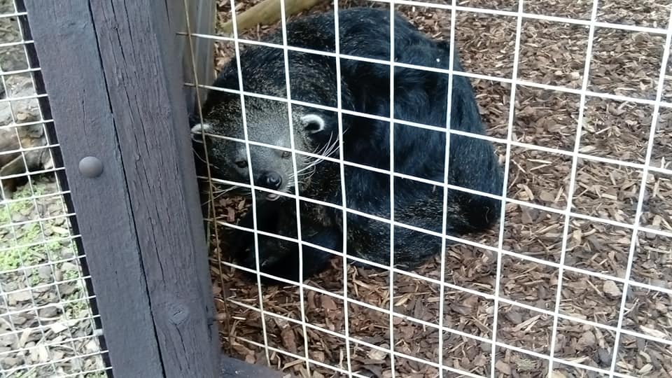 Javan Binturong 3rd August 2019