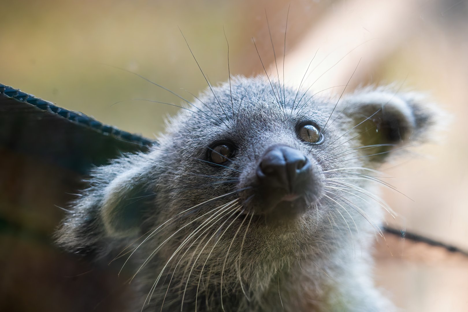 Javan Binturong - Arctictis binturong penicillata