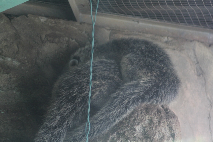 Javan binturong (Arctictis binturong penicillata)