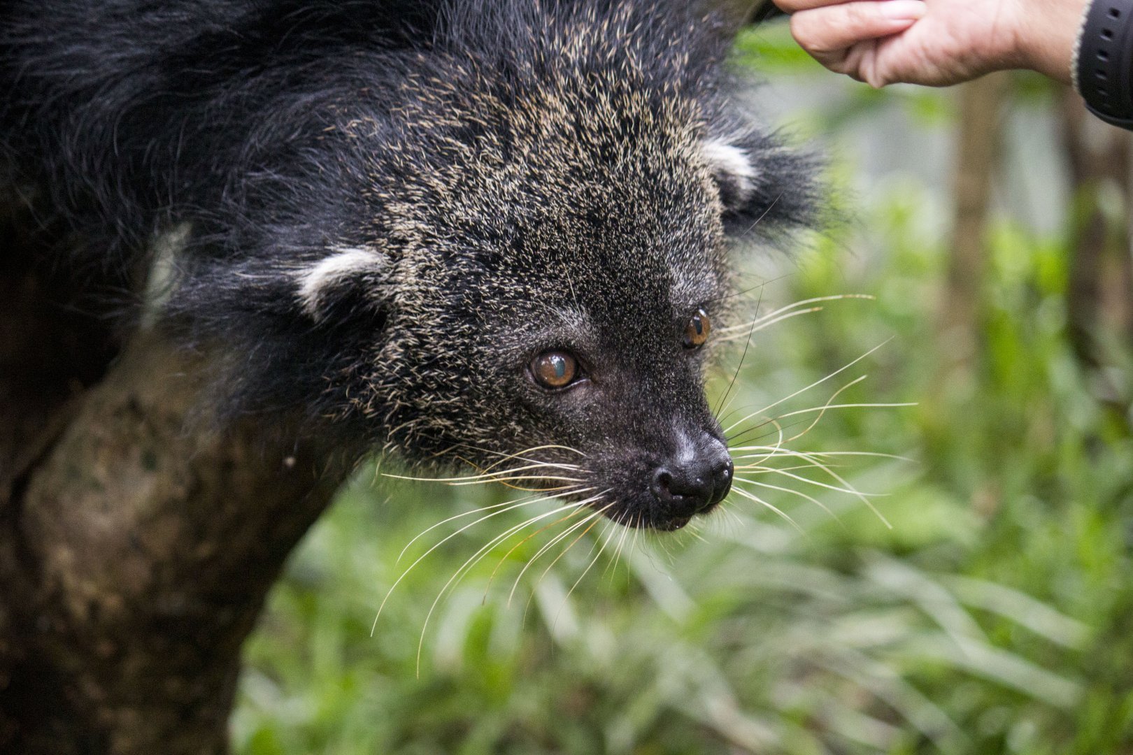 Javan binturong, Arctictis binturong penicillatus