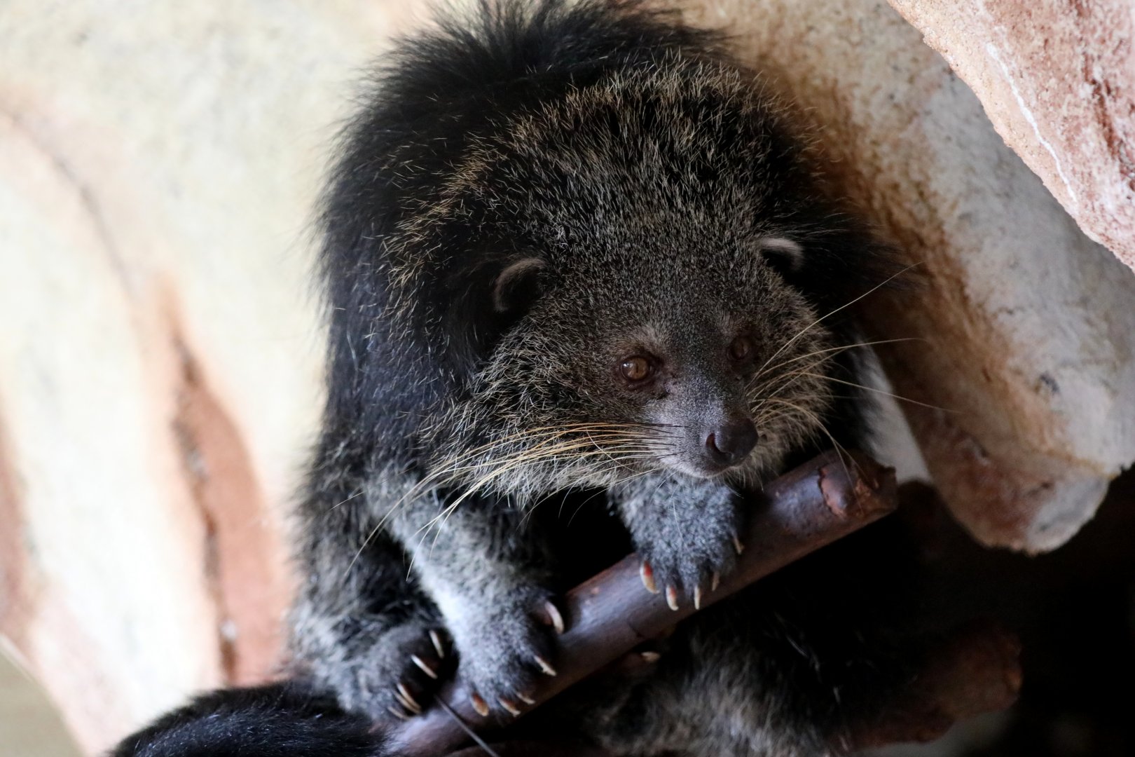 Javan binturong (Arctictis binturong penicillatus)