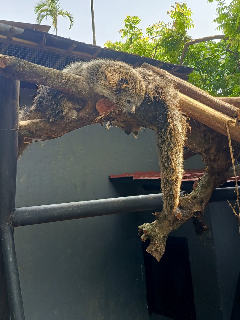 Javan Binturong (Arctictis binturong penicillatus)