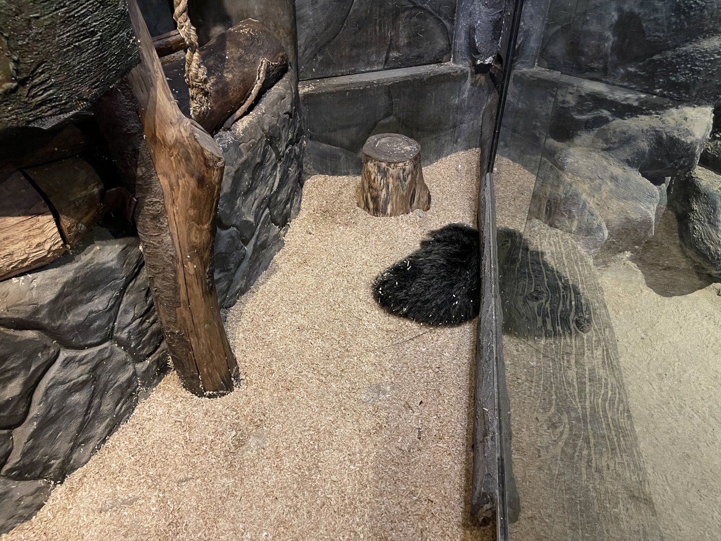 javan binturong (arctictis binturong)