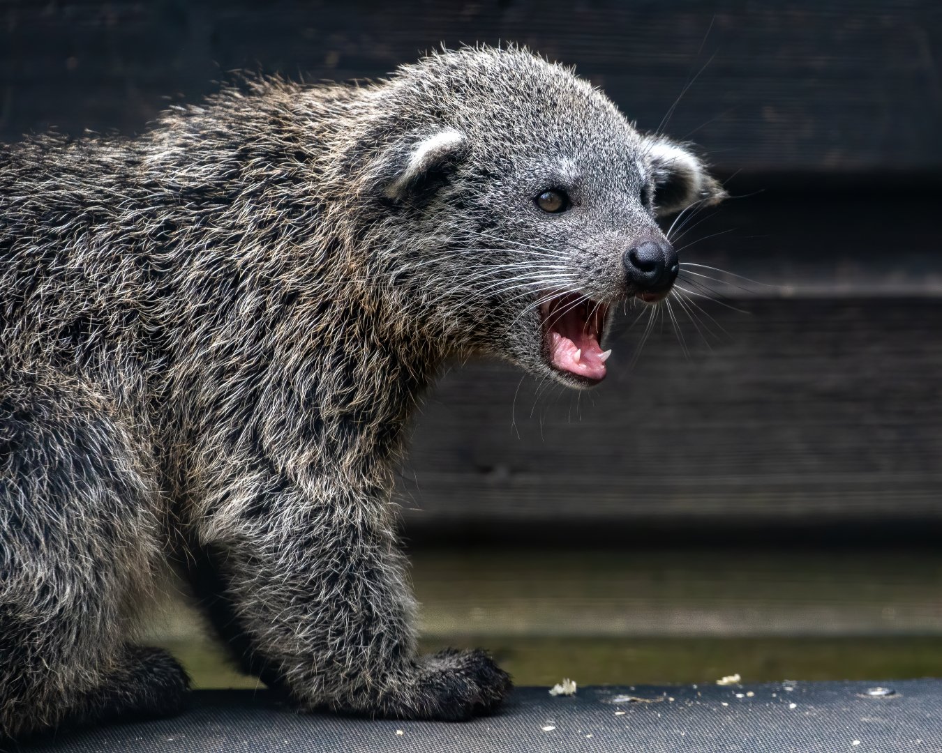 Javan Binturong Baby / Hamerton / 10-7-20