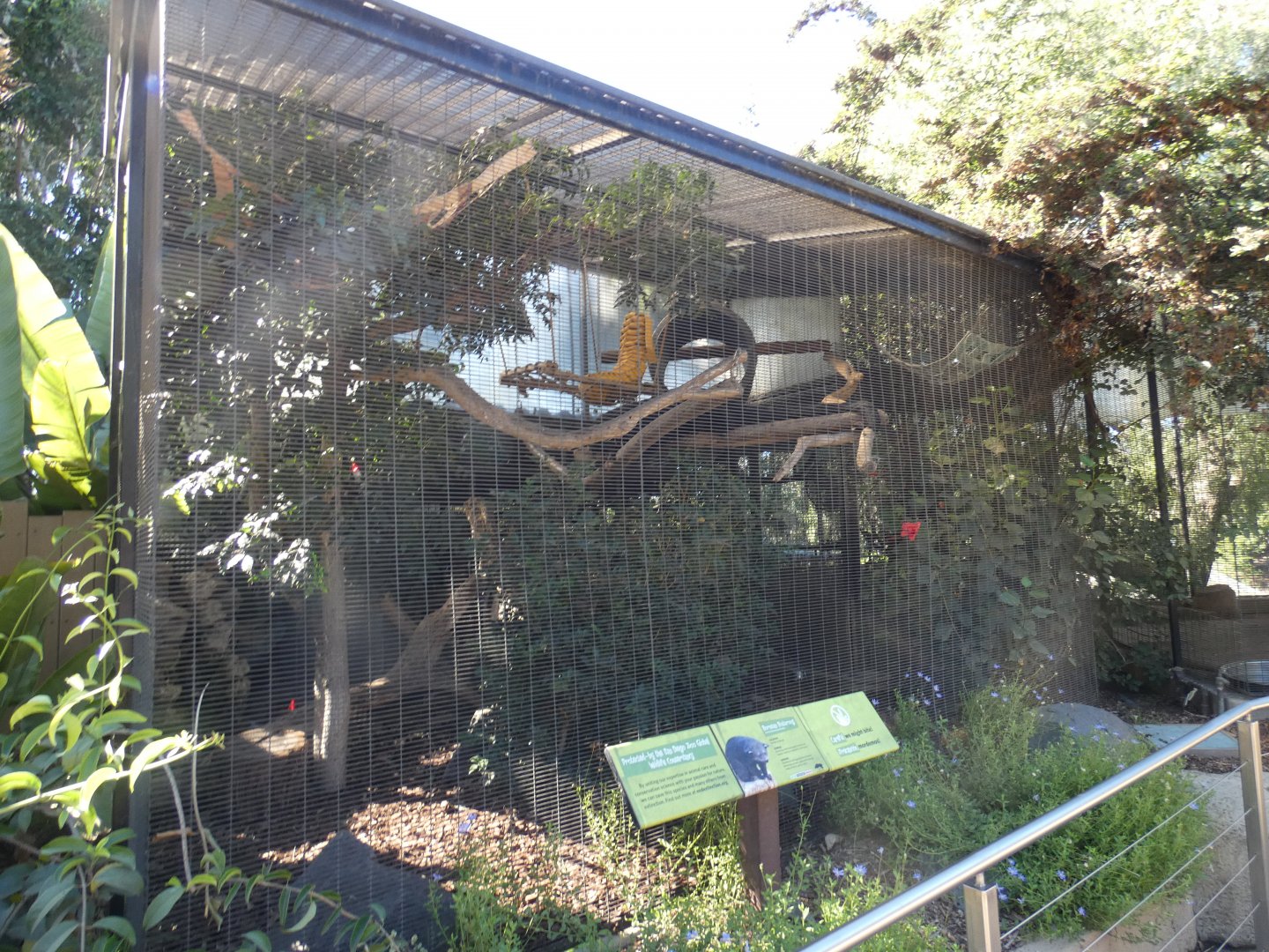 Javan Binturong cage