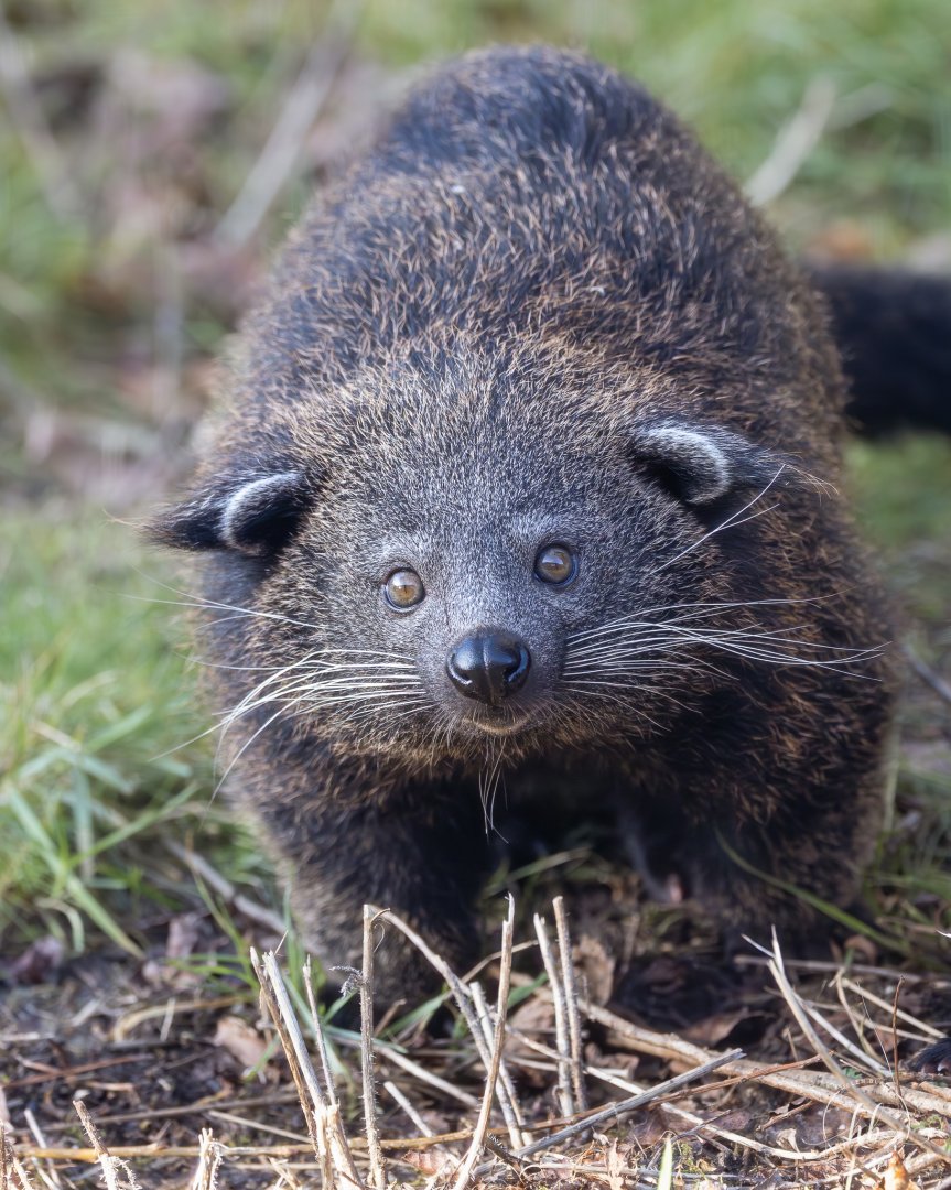 Javan Binturong cub / Hamerton / 14-1-24