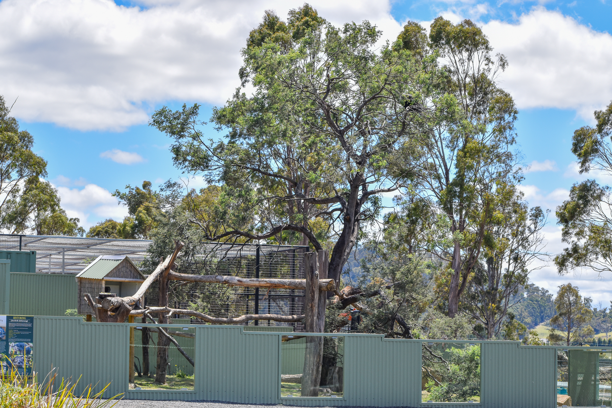 Javan Binturong Enclosure