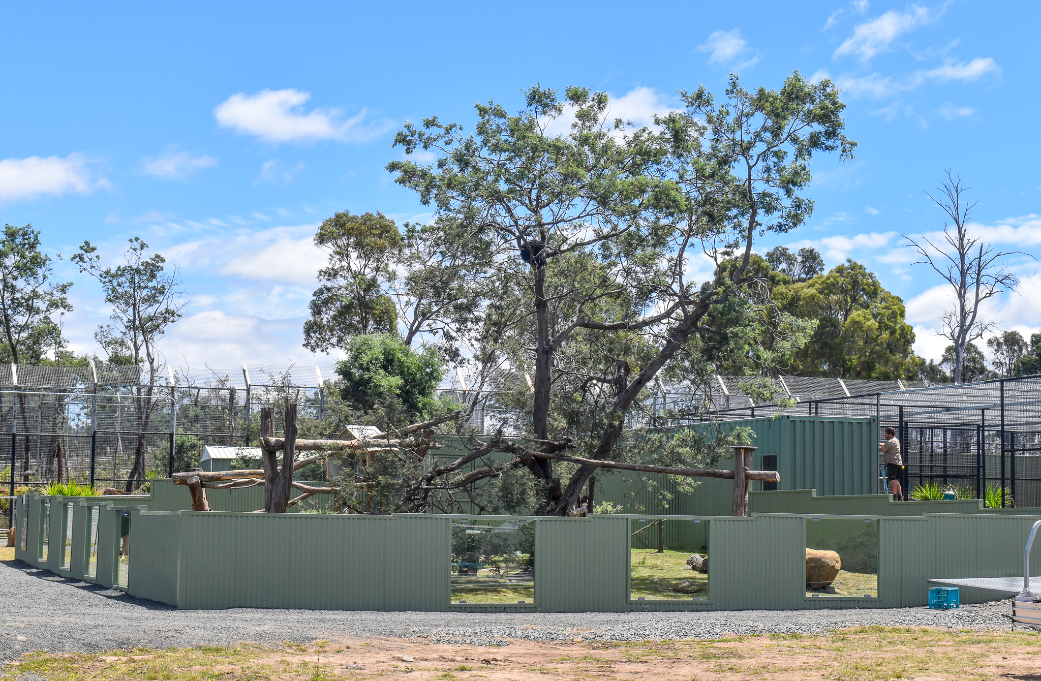 Javan Binturong Enclosure
