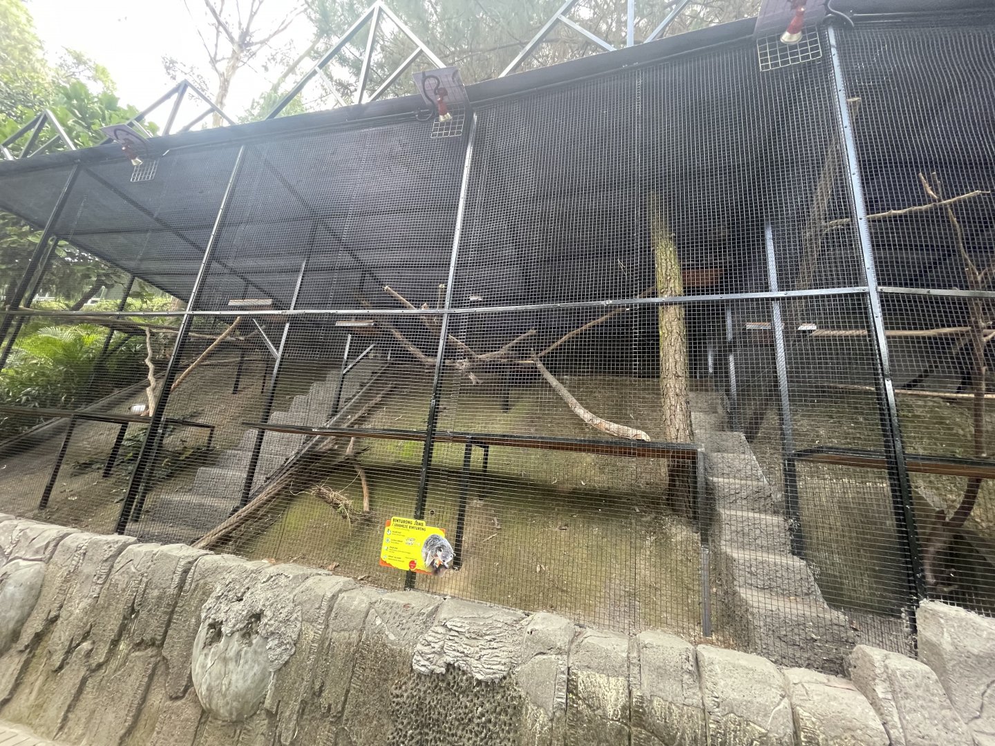 javan binturong exhibit