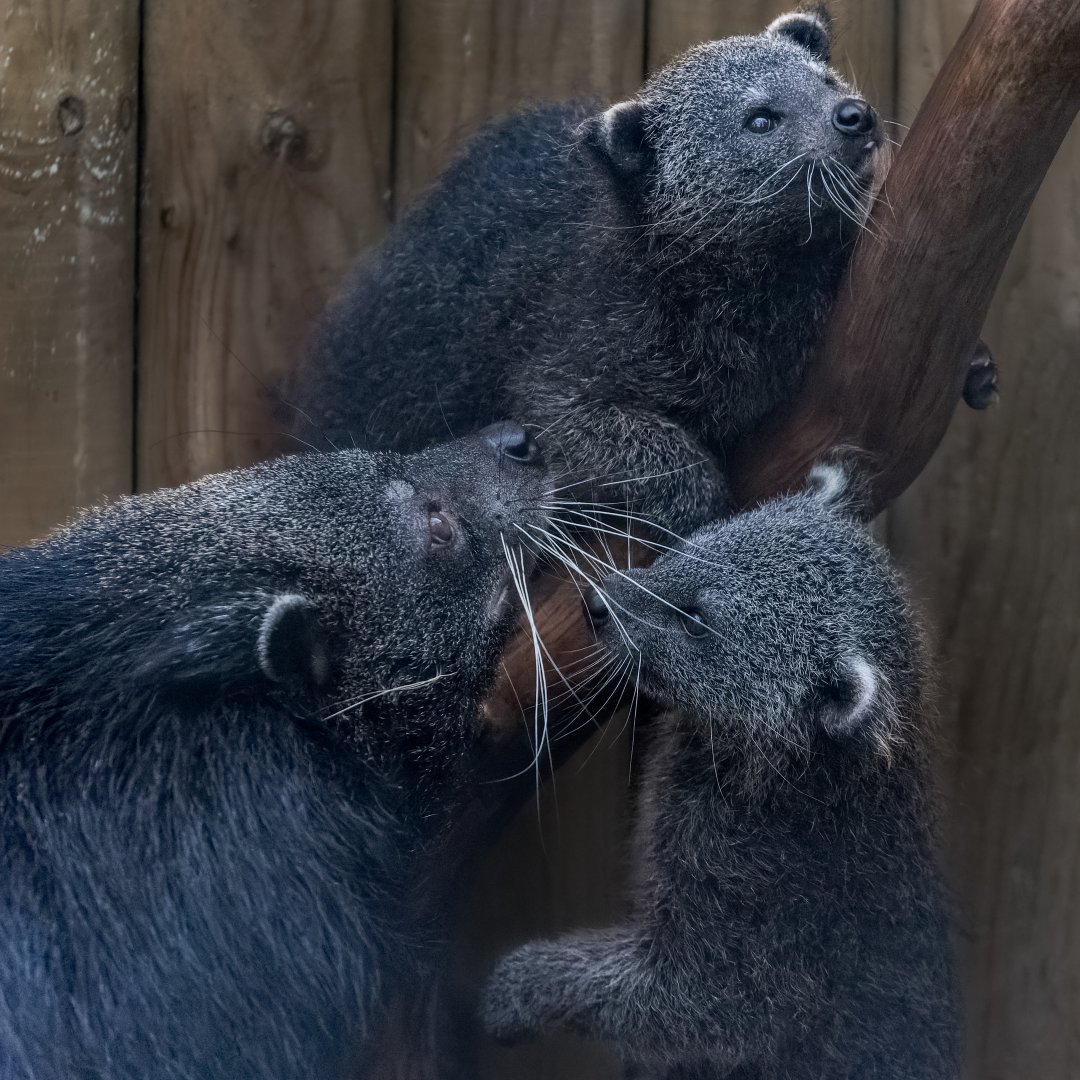 Javan Binturong family / Hamerton / 12-11-21