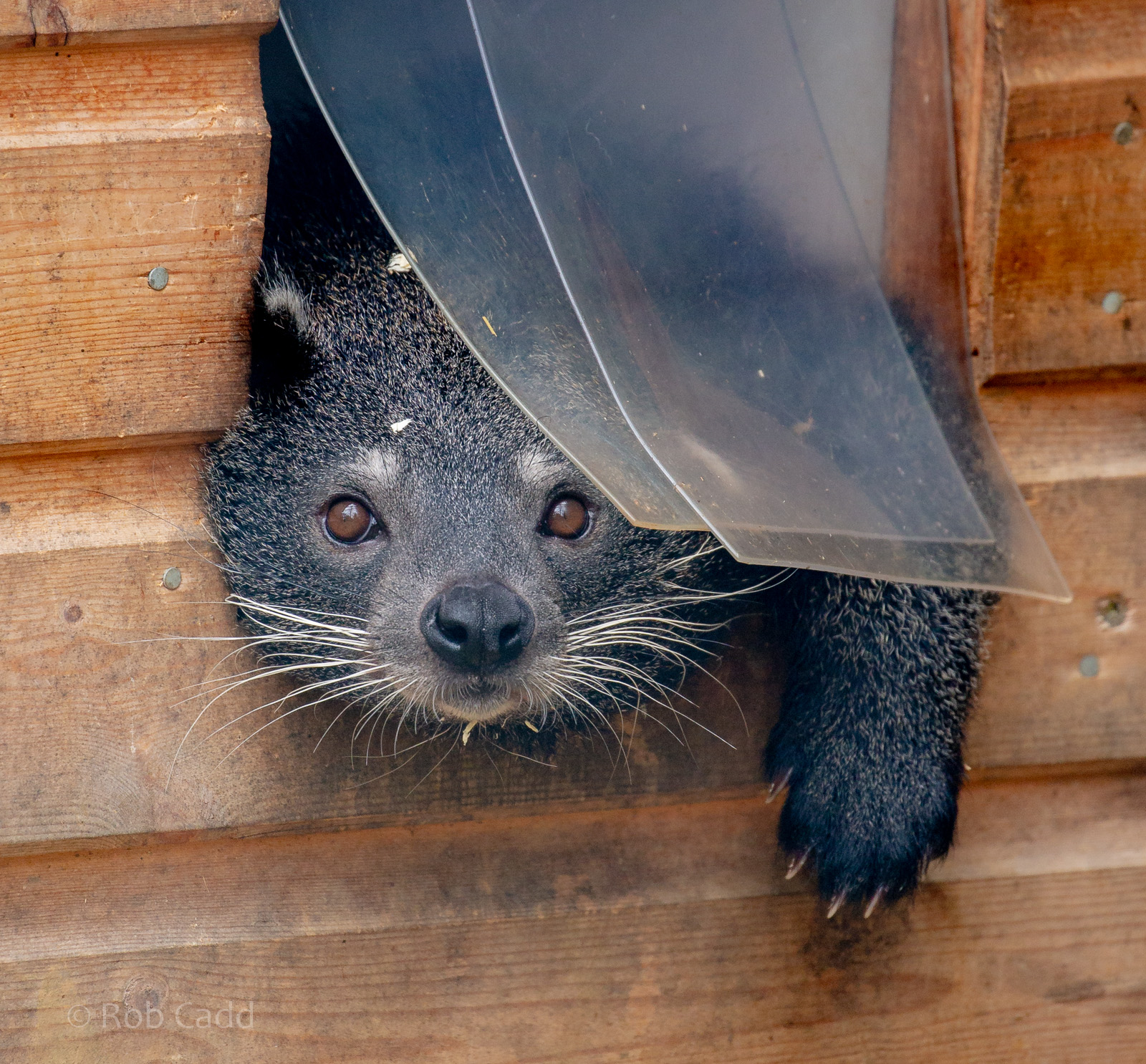 Javan binturong : Hamerton : 08 Sep 2018