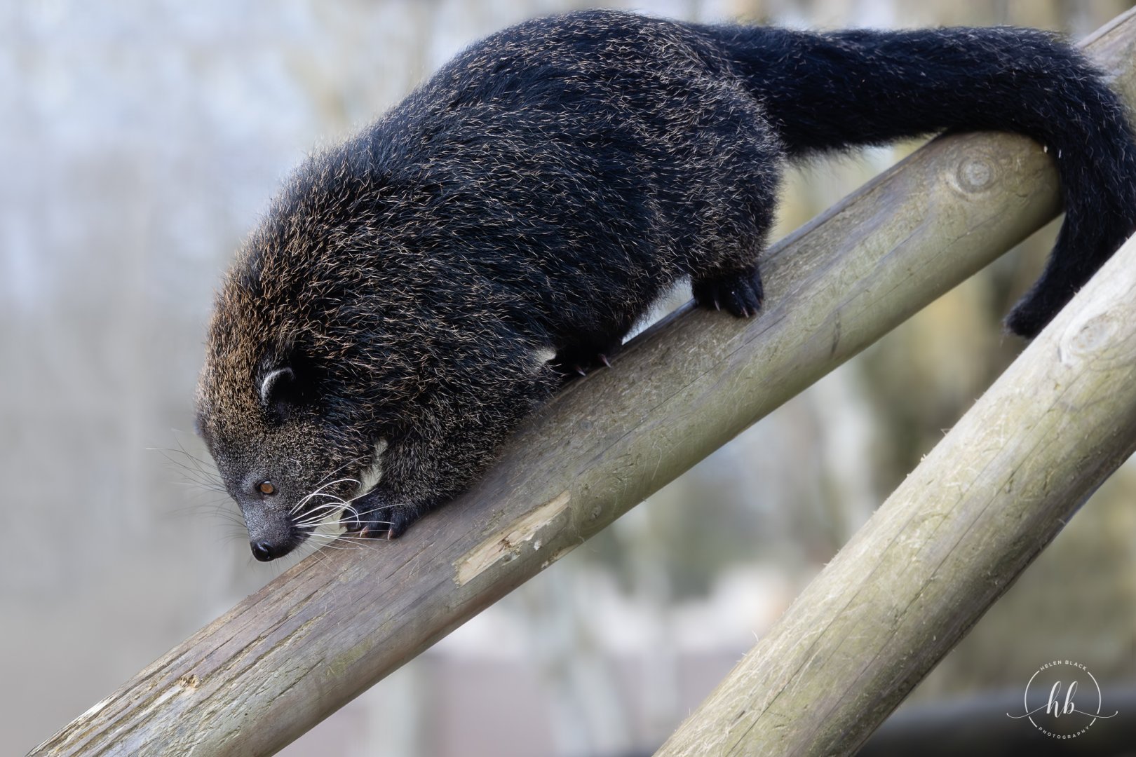 Javan Binturong / Hamerton / 22-1-25