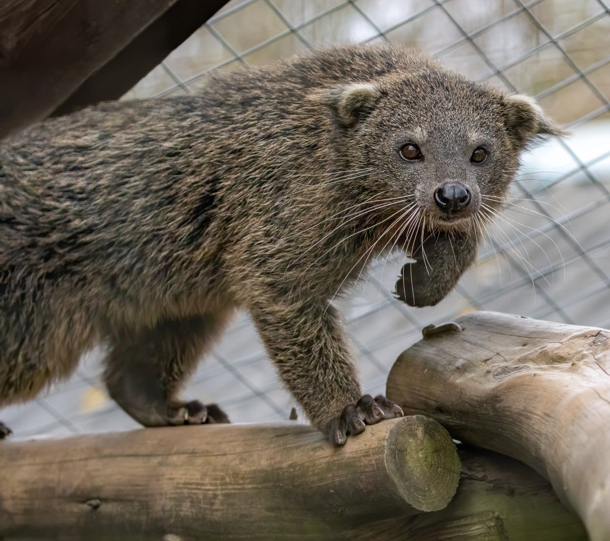 Javan Binturong / Hamerton / 3-3-20