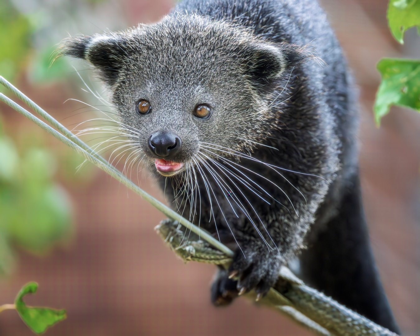 Javan Binturong / Hamerton / 9-7-25