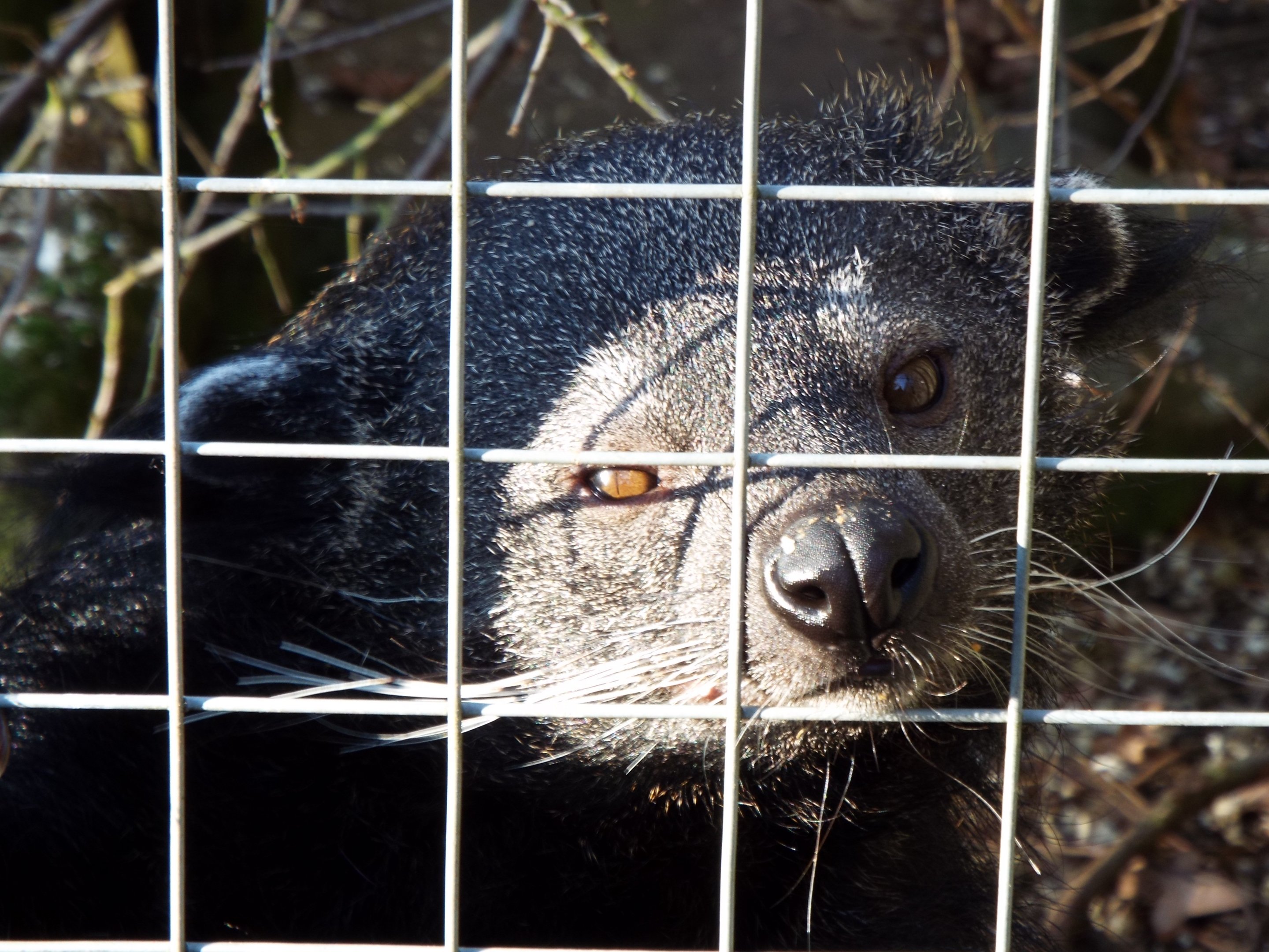 Javan Binturong Hamerton Zoo Park