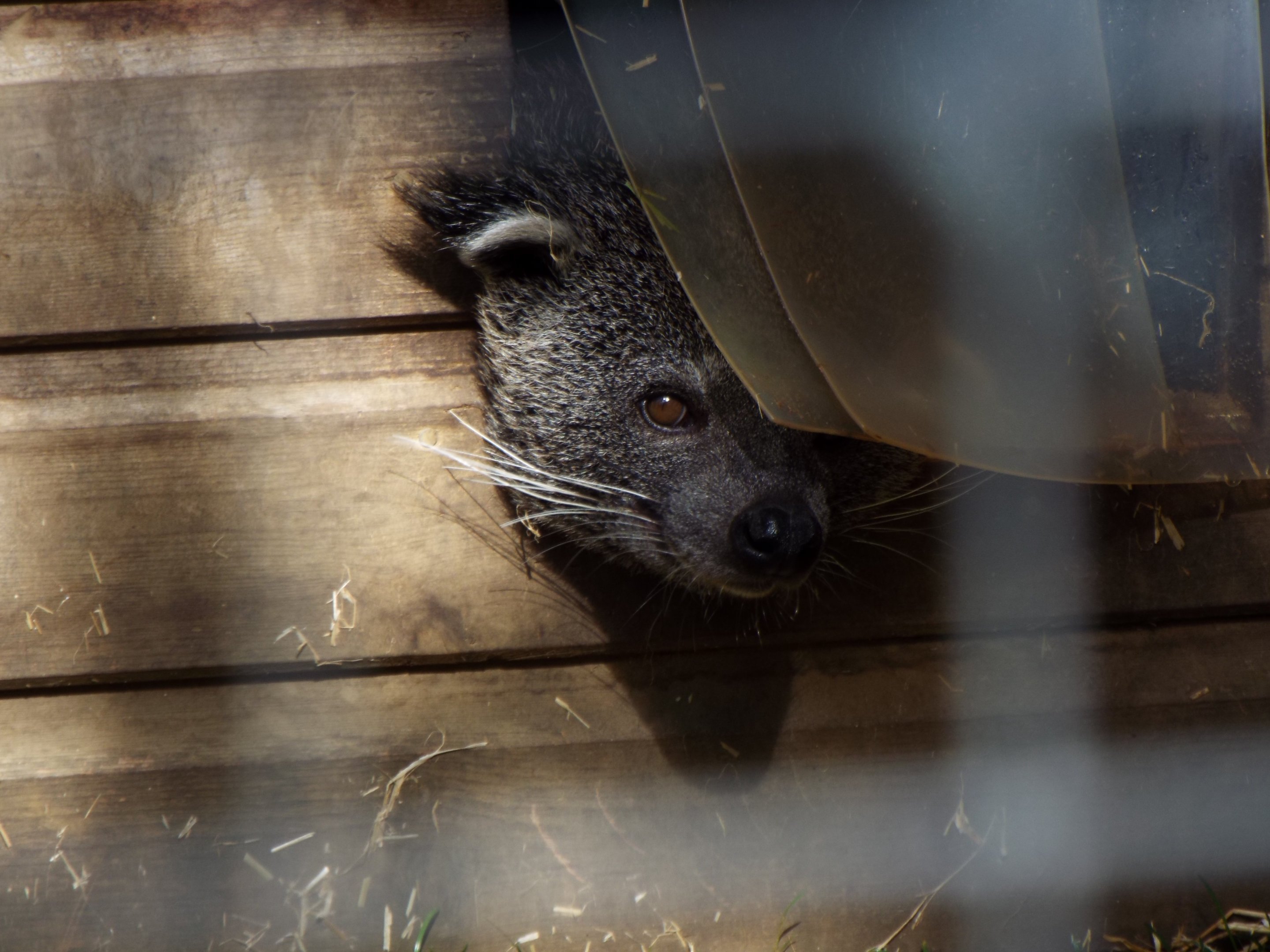 Javan binturong - Hamerton