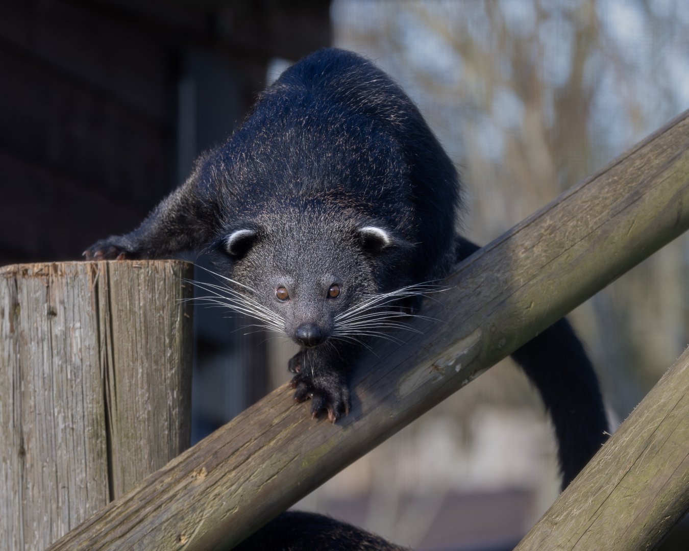 Javan Binturong juvenile / Hamerton / 14-1-25