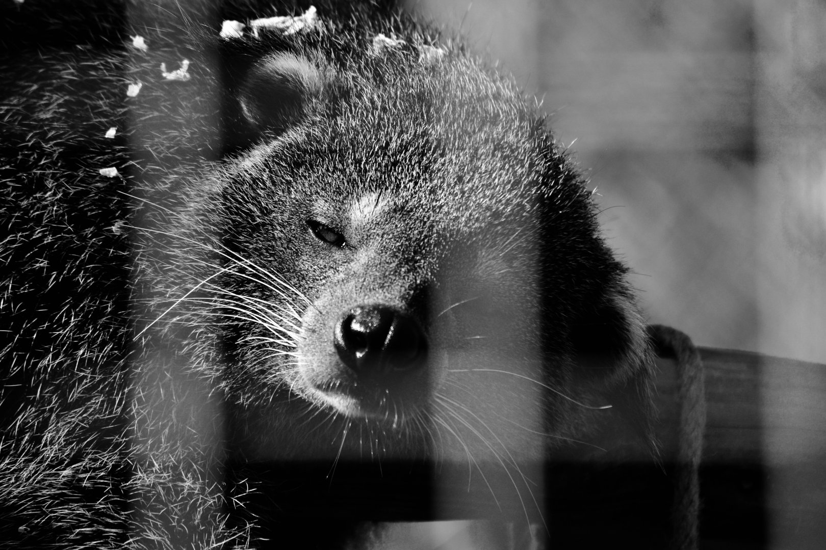 Javan Binturong - September 2020