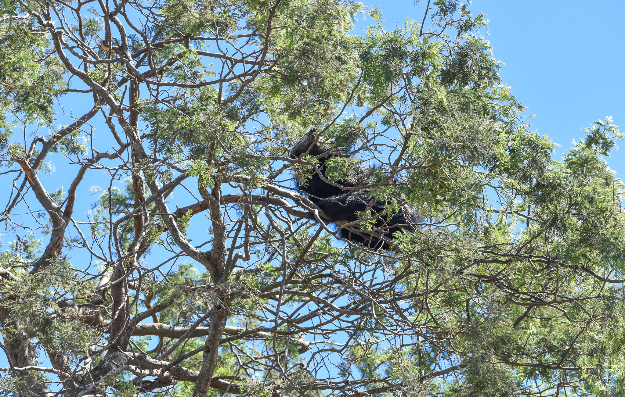 Javan Binturong up a tree
