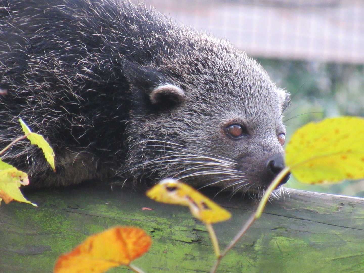 Javan binturong