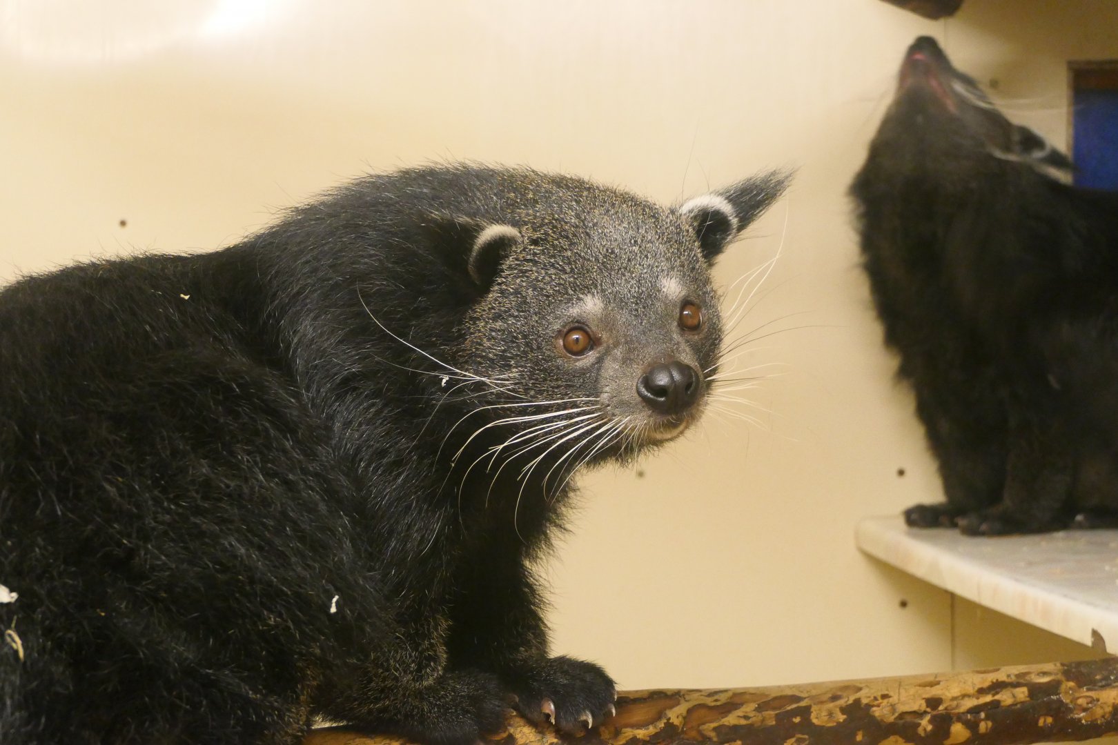 Javan Binturong