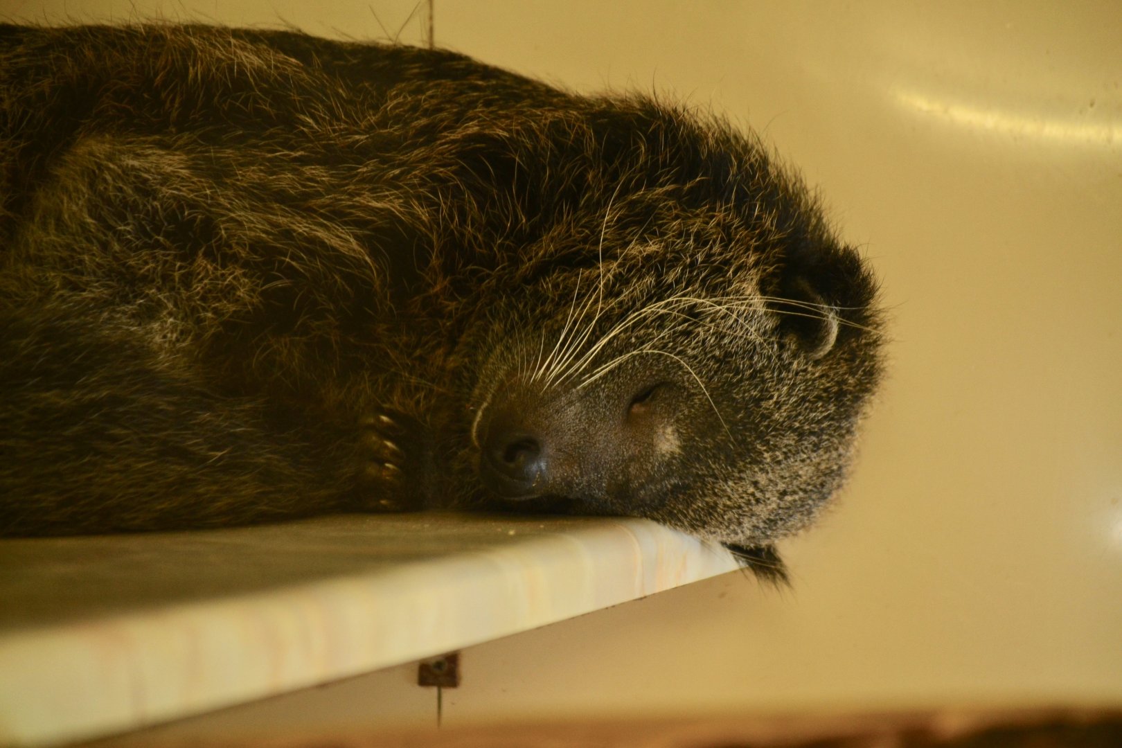 Javan Binturong