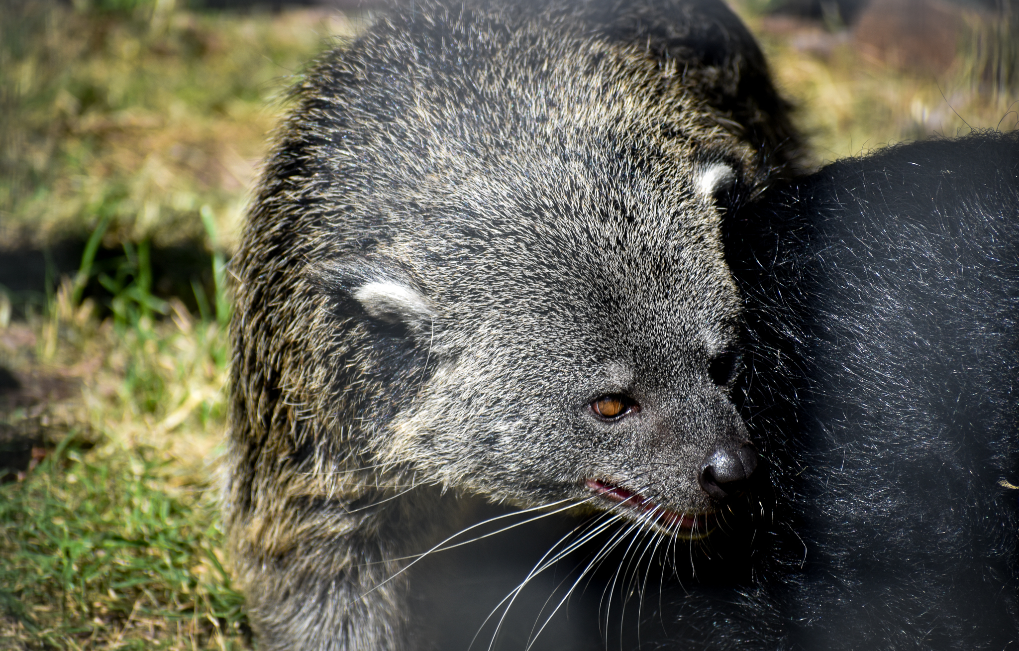 Javan Binturong