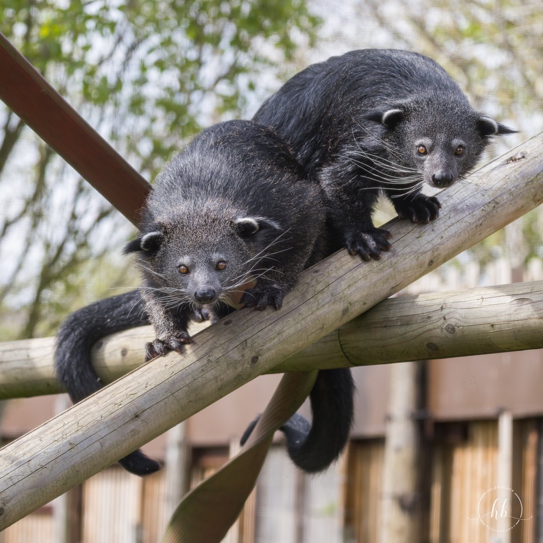 Javan Binturongs / Hamerton / 24-4-25