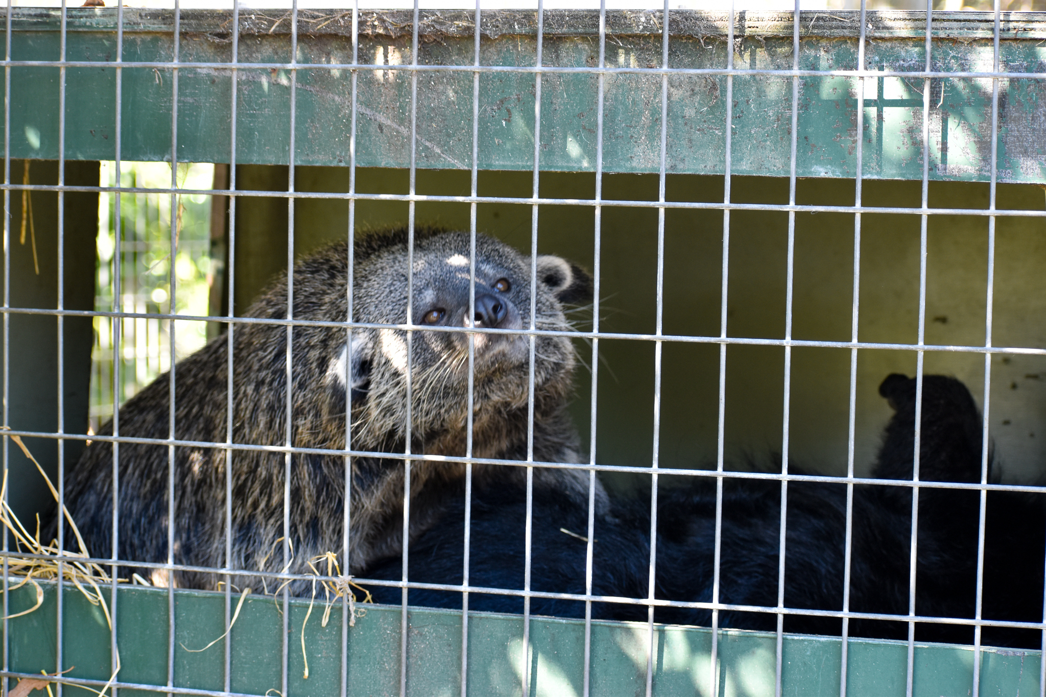 Javan Binturongs mating