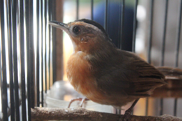 Javan black-capped babbler (Pellorneum capistratum)
