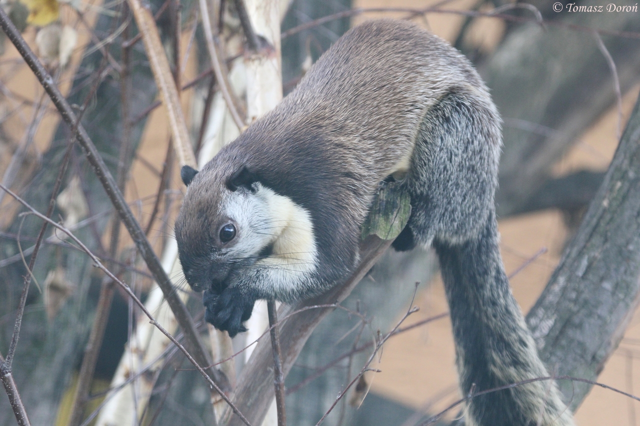 Javan black giant squirrel (Ratufa bicolor bicolor)