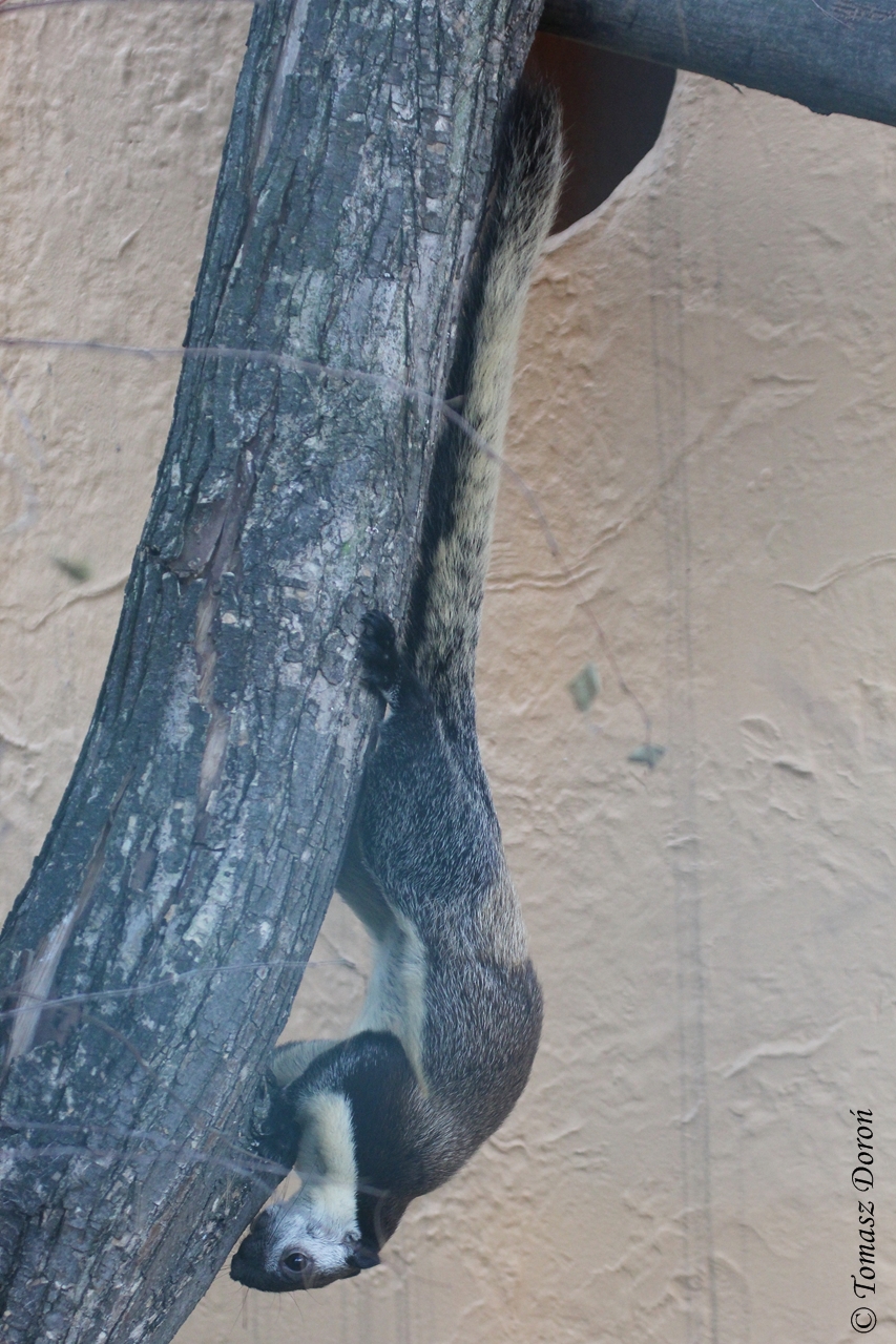 Javan black giant squirrel (Ratufa bicolor bicolor)