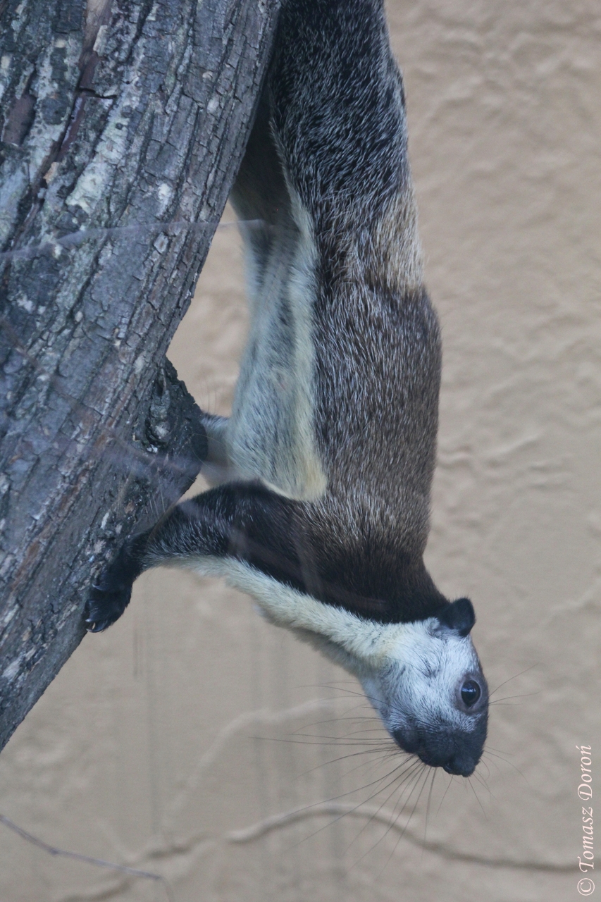 Javan black giant squirrel (Ratufa bicolor bicolor)