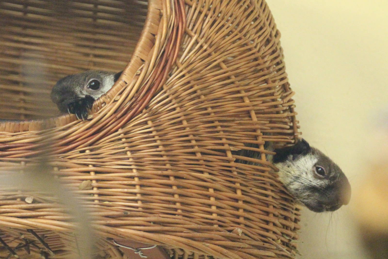 Javan Black Giant Squirrel, Wroclaw Zoo, April 2016