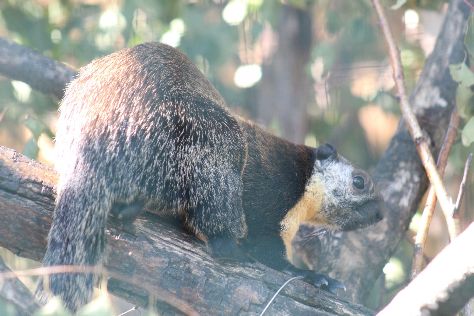 Javan Black Giant Squirrel