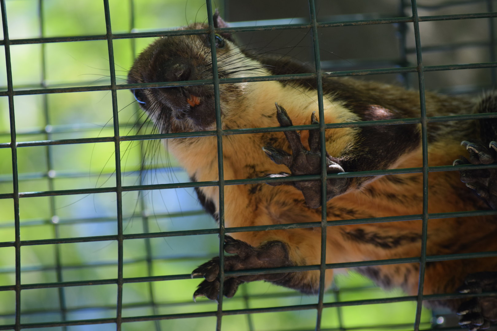 Javan black giant squirrel