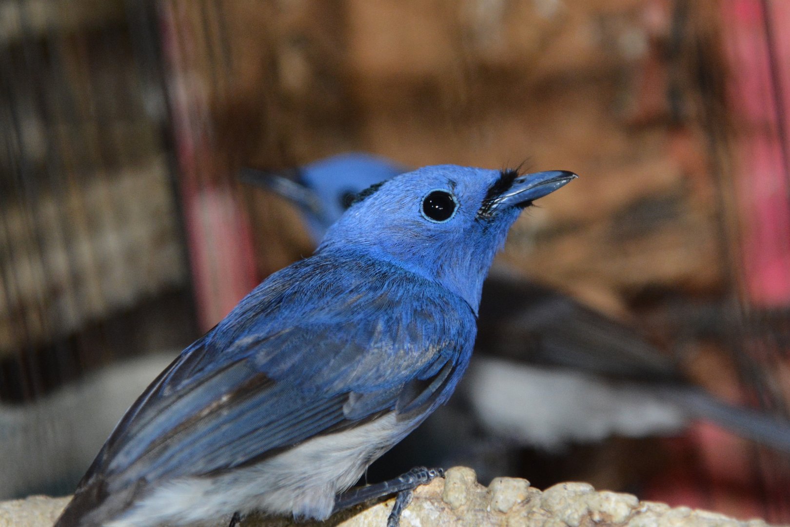 Javan black-naped monarch (Hypothymis azurea javana)