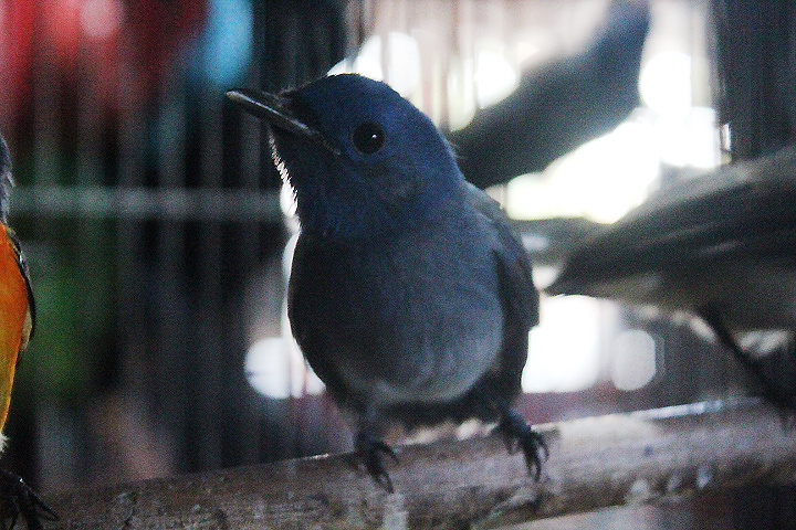 Javan black-naped monarch (Hypothymis azurea javana)