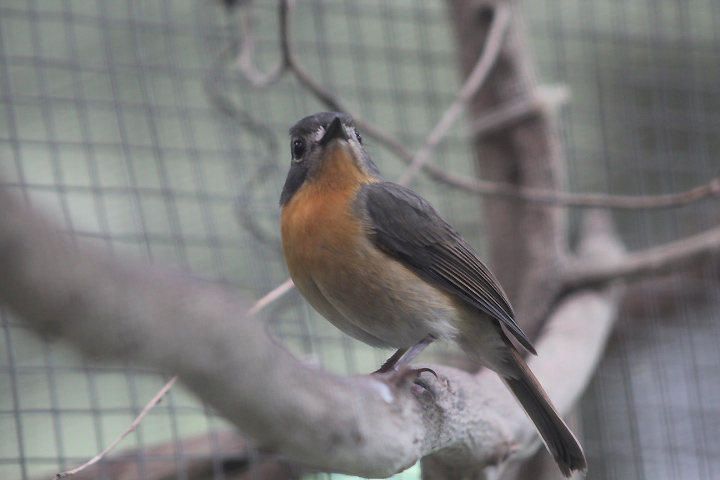 Javan blue flycatcher (Cyornis banyumas banyumas) - PCBA