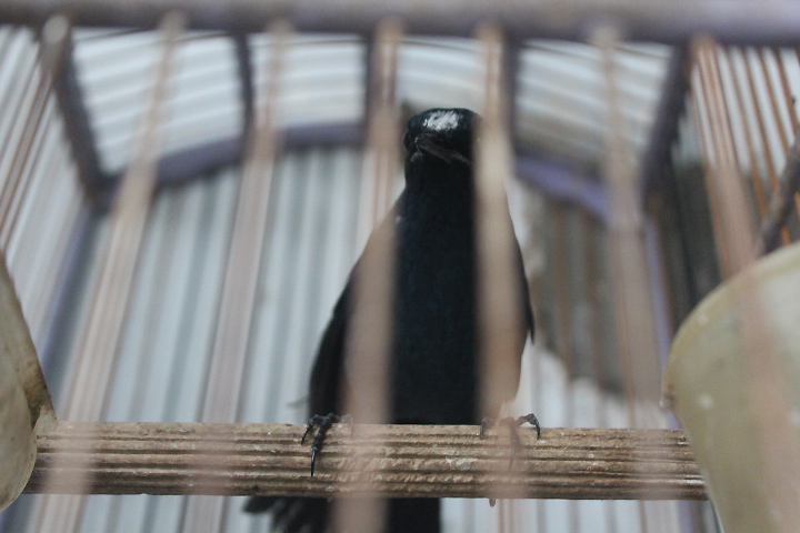 Javan blue robin (Myiomela diana)