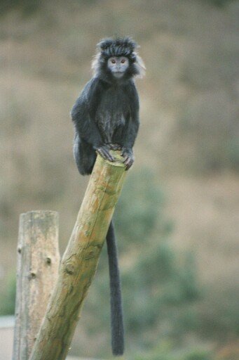 Javan brown langur - Belfast