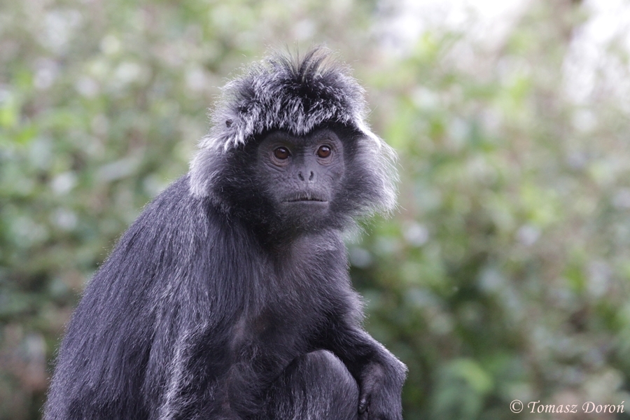 Javan brown langur (Trachypithecus auratus)
